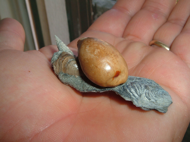 Ciprea nel campo di grano